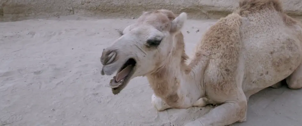 A Dragon Arrives! - film still