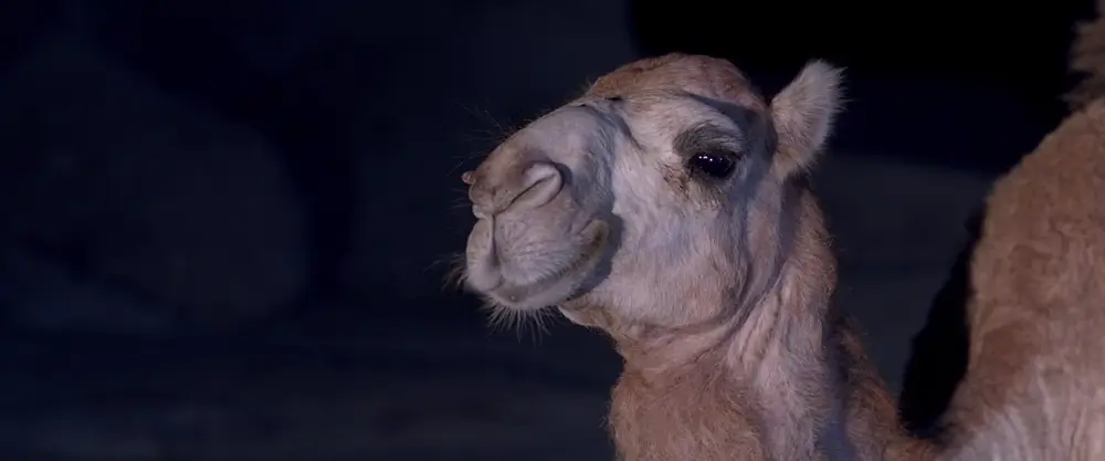 A Dragon Arrives! - film still